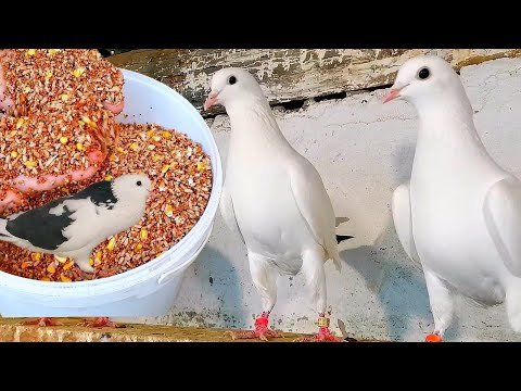 Видео: Перекись голубям и кормления. Peroxide to pigeons and feeding