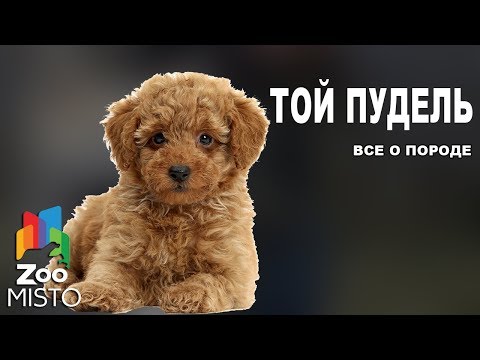 Видео: Той пудель - Все о породе собаки | Собака породы той пудель