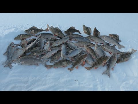 Видео: А ГОВОРЯТ У РЫБЫ ГЛУХОЗИМЬЕ)! РЫБАЛКА НА ЯМАЛЕ КАК ЕСТЬ) ЕДЕМ, КОПАЕМ, ИЩЕМ, БУРИМ ЛУНКИ И ЛОВИМ!