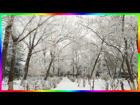 Видео: Утро нового года  Прогулка в январе❄️🎄