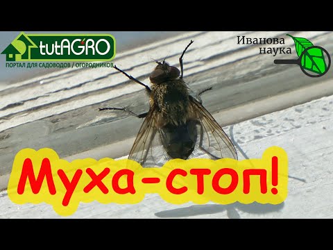 Видео: МУХИ НЕ ПОЛЕЗУТ В ДОМ! Как не пустить осенних мух в дом и сарай. Способ с длительным действием.