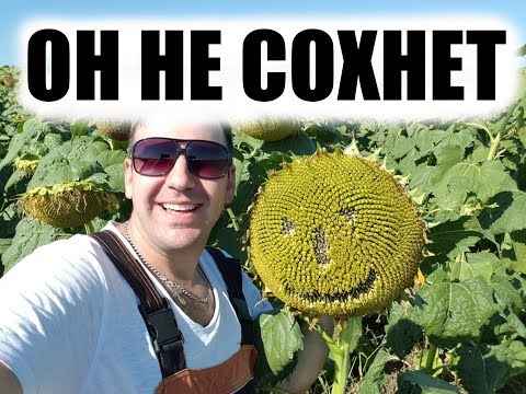 Видео: Проблема! Поздний подсолнух не хочет желтеть