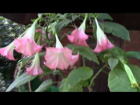 Видео: Выращивание бругмансии из черенка.