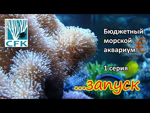 Видео: Бюджетный морской аквариум. 1 Серия