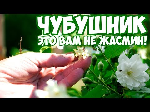 Видео: Чубушник 🌳 Сад огород 🌳 Полезные советы