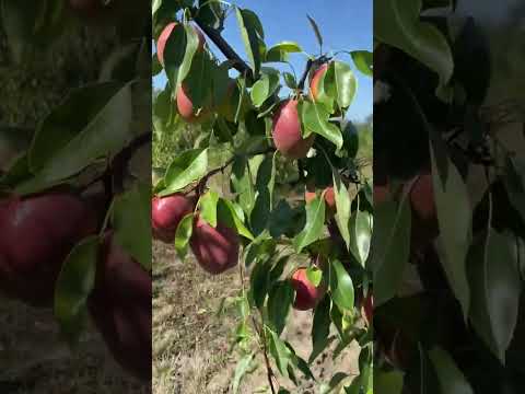 Видео: дельбарю R-x 12,47 плюси та мінуси  #саджанці #сад #садпавлюка #дача #груша