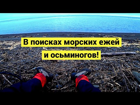 Видео: Морские ежи и осьминоги! Ночное и дневное собирательство