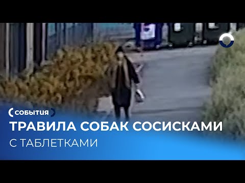 Видео: Собак отравили в ЖК Екатеринбурга: нашли сосиски с таблетками