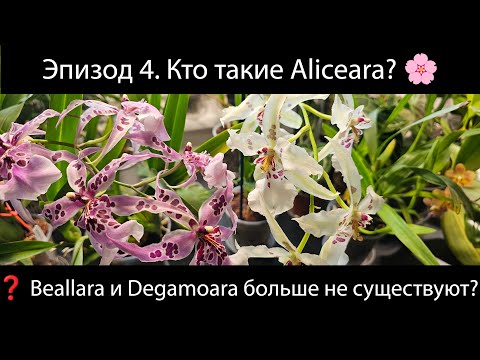 Видео: Эпизод 4. Beallara и Degamoara больше не существуют?! Теперь всё - Aliceara! 🌸