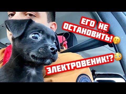 Видео: Милый щенок наводит "порядки" в новой семье.. Опасен!))