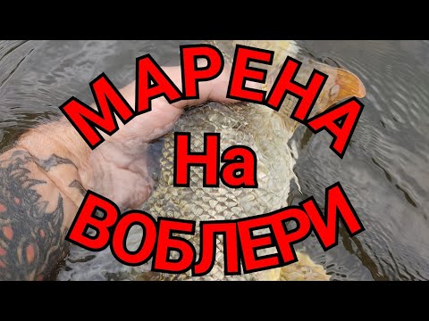 Видео: Ловля МАРЕНИ на ВОБЛЕРИ