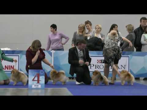 Видео: евразия 2017 - 2 шпиц померанский кобели открытый класс