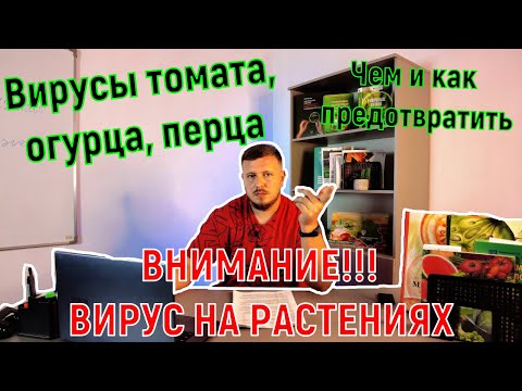 Видео: Вирусы огурца и томата. Как бороться? Чем обезопасить?