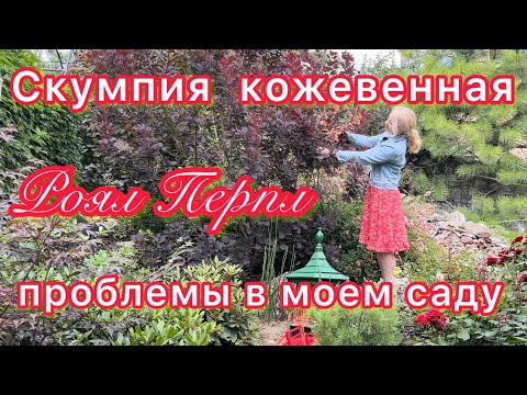 Видео: Скумпия кожевенная  краснолистная и проблемы с ней у меня в саду