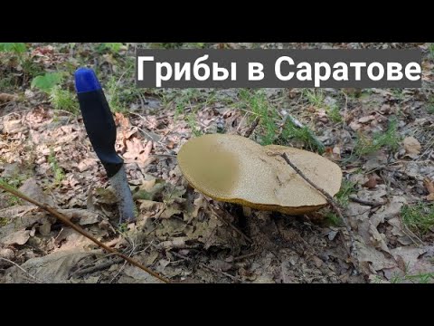 Видео: Грибы нашли! Второй день подряд собираем.