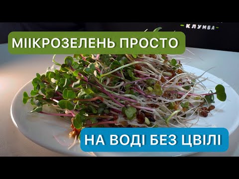 Видео: Вирощування мікрозелені без ґрунту. Швидко, без бруду та цвілі