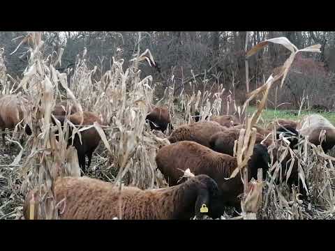 Видео: Гиссар, дорпер, катумские - кто лучше....?
