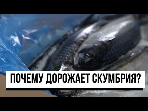 Видео: Почему подорожала скумбрия и может ли рыба исчезнуть с прилавков?