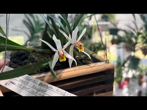 Видео: Часть 2. Осенние цветуны. Фаленопсис, целогина, катасетум,башмачки , гастрокайлус , онсидиум и др.