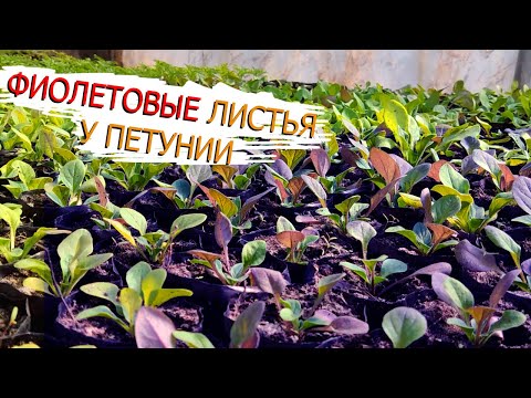 Видео: Причины появления фиолетовых листьев у петунии!