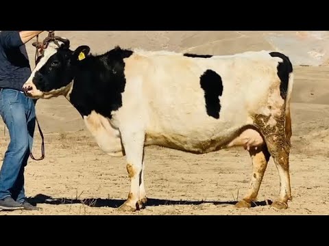 Видео: Говхои Бугузи Элита аз Иброхимхон Арзон Сершир Чинда Гир 13.ноябри 2025 г