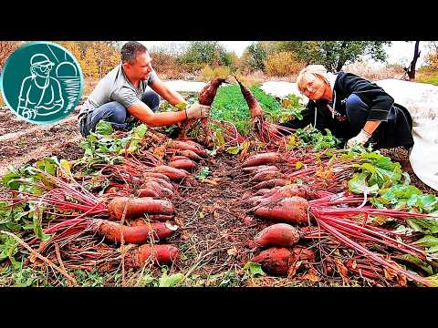 Видео: Когда убирать свеклу | Сбор урожая свеклы по технологии Гордеевых