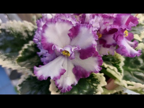 Видео: 11.09.23./НОВИНКИ/Выставка фиалок в Доме фиалок#выставка#фиалки#домфиалок#