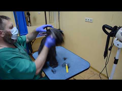 Видео: Стриппинг Цвергшнауцера