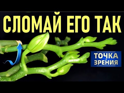 Видео: СЛОМАЙ ЦВЕТОНОС ОРХИДЕИ ТАК И ТЫ ПОЙМЕШЬ... НЕ ЛОМАЙ ЕГО, ПОКА НЕ УЗНАЕШЬ ЭТО... МОЯ ТОЧКА ЗРЕНИЯ👍👍👍