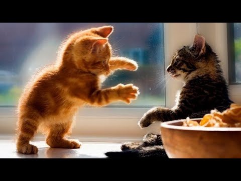 Видео: Смешные пушистики / Смешные моменты с животными 2024 /№72