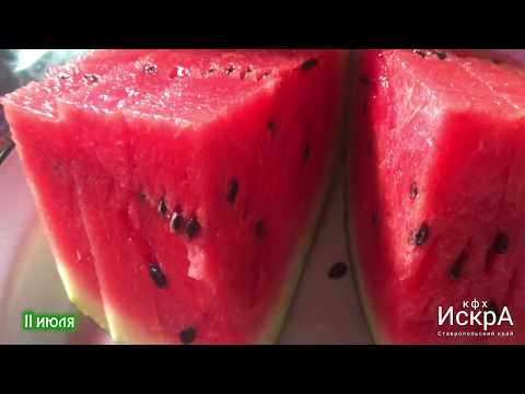 Видео: Арбуз 🍉 Мулат F1. Посев семян в грунт 12 апреля.