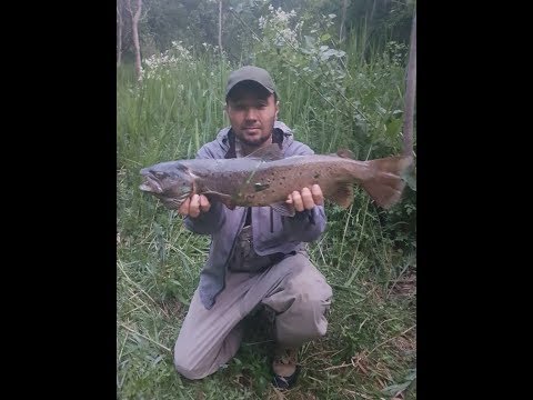 Видео: Поход. Рыбалка в Горах Кыргызстана. Форель. Трофей.