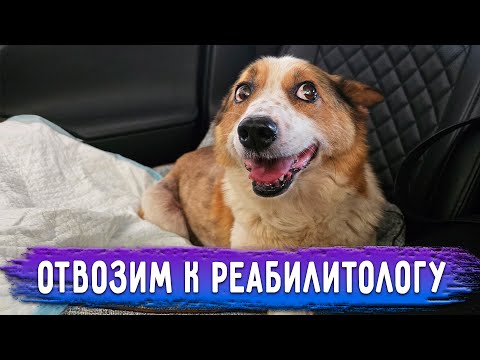 Видео: Боню отвезла к реабилитологу. Нукер много пьет и не может удержаться от мочеиспускания до улицы.
