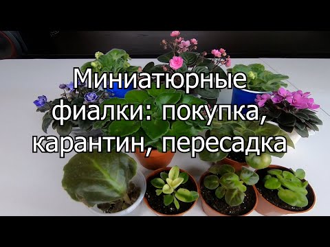 Видео: Мини-фиалки: покупка, карантин, пересадка.