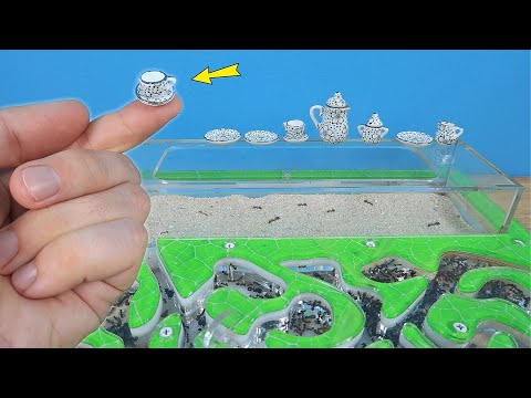 Видео: Микро посуда для муравьев! Какую еду выберут муравьи?