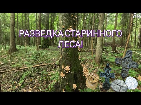 Видео: 🔥НЕОЖИДАННЫЕ НАХОДКИ В СТАРИННОМ ЛЕСУ!