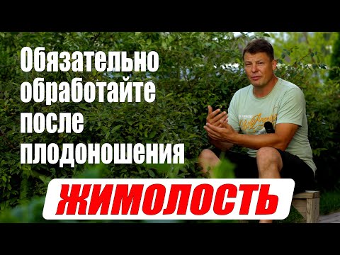 Видео: Уход за жимолостью после сбора урожая