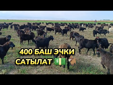 Видео: 400 БАШ ЭЧКИ САТЫЛАТ / ПРИГОРОДНЫЙ