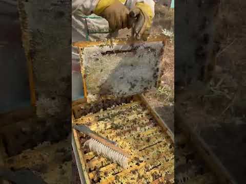 Видео: Ассал даркорай 900871043