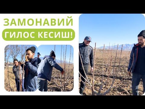 Видео: ГИЛОС ДАРАХТИГА ЗАМОНАВИЙ ШАКЛ БЕРИШ!