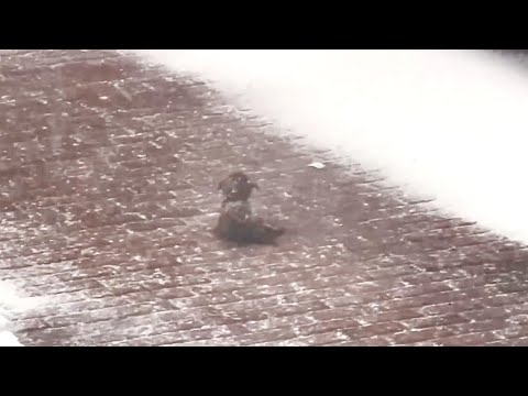 Видео: Человек, который не любит домашних животных, спасает замерзшую собаку, полное видео