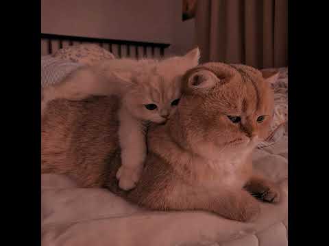 Видео: AP$ENT - Можно я с тобой? (speed up)