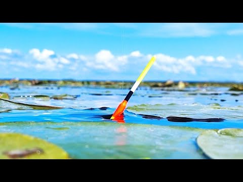 Видео: РЫБАЛКА на ПОПЛАВОК в КУВШИНКАХ в КАРАСЕВОМ РАЮ!!!!!