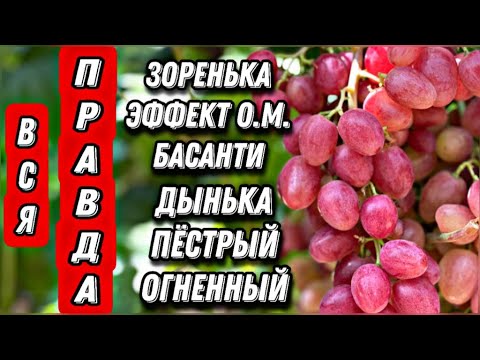 Видео: Первый созревший розовый виноград. На 6 августа 2021.