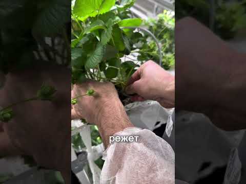 Видео: Почему твоя клубника мелкая? Вот ответ от селекционера!