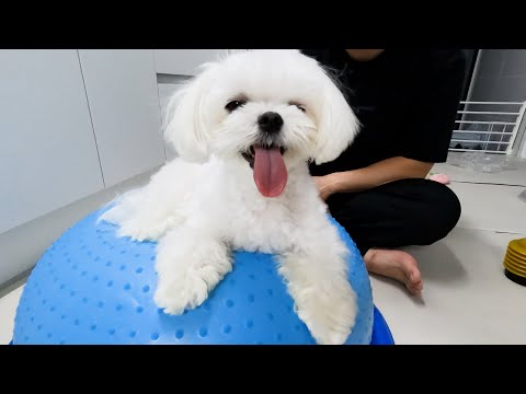 Видео: Я собирался заняться спортом, но щенок, который не сотрудничает ни с чем