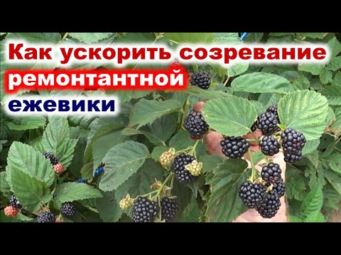 Видео: Ускоряем УРОЖАЙ ремонтантной ЕЖЕВИКИ методом прищипки побегов.