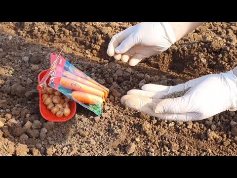 Видео: Почему хорошо сеять морковь осенью и как сохранить плантацию зимой
