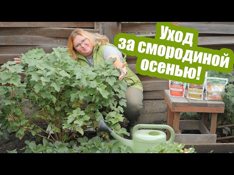 Видео: Главный уход за смородиной осенью! Как подкормить, обрезать и защитить смородину от болезней
