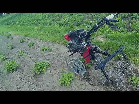 Видео: Опять ёжики для мотоблока и нарисовался неурожай.